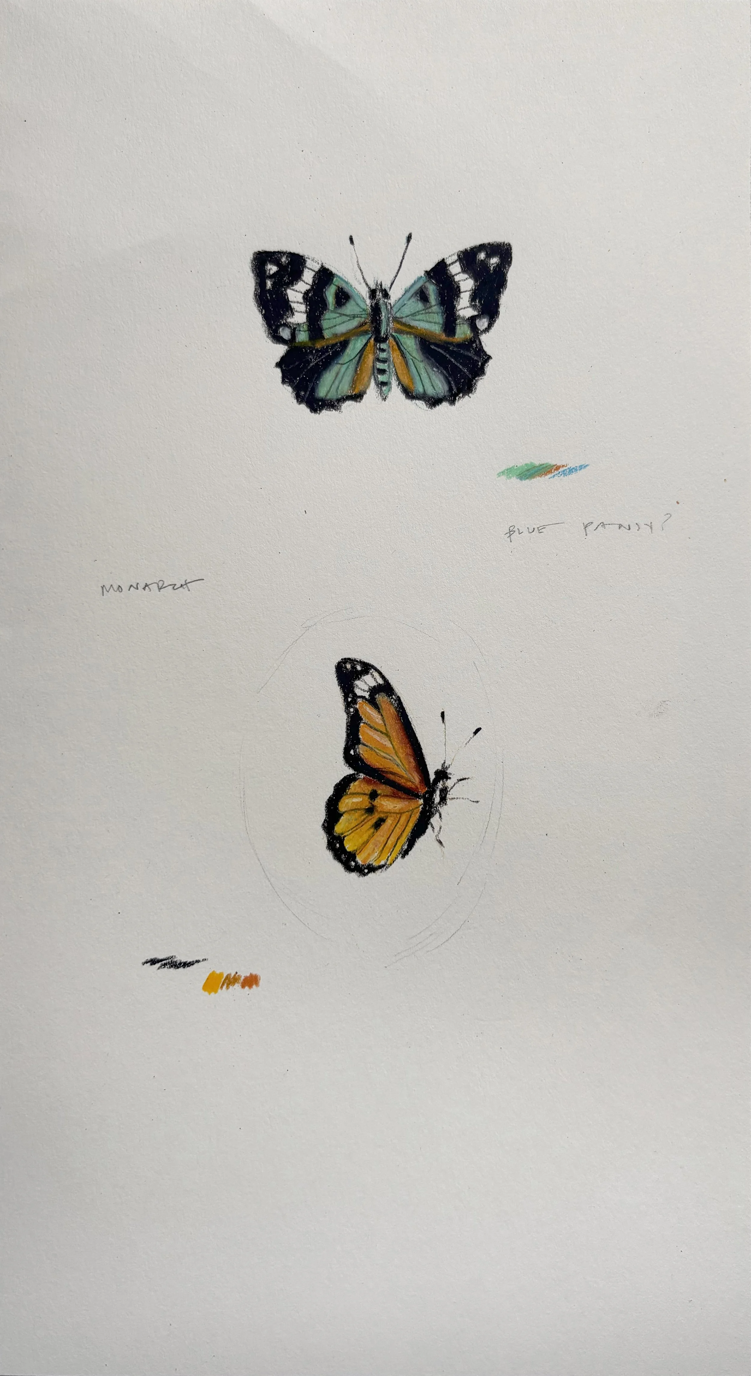 Pansy & Monarch Study, 2024