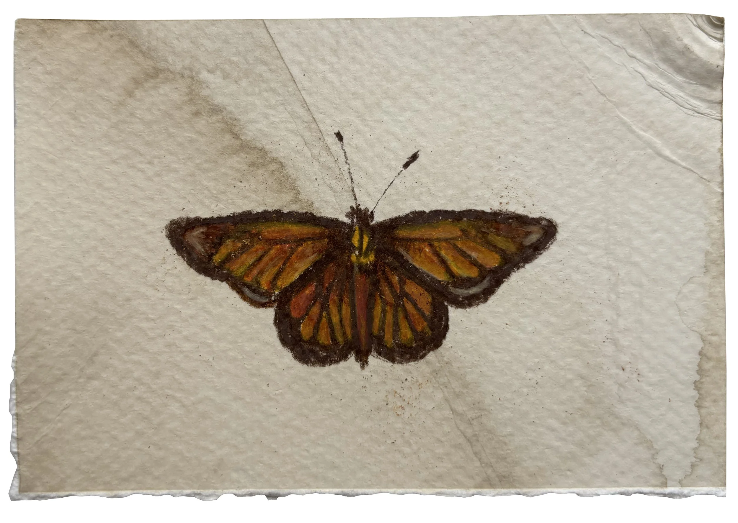 Butterfly Color Study V, 2025