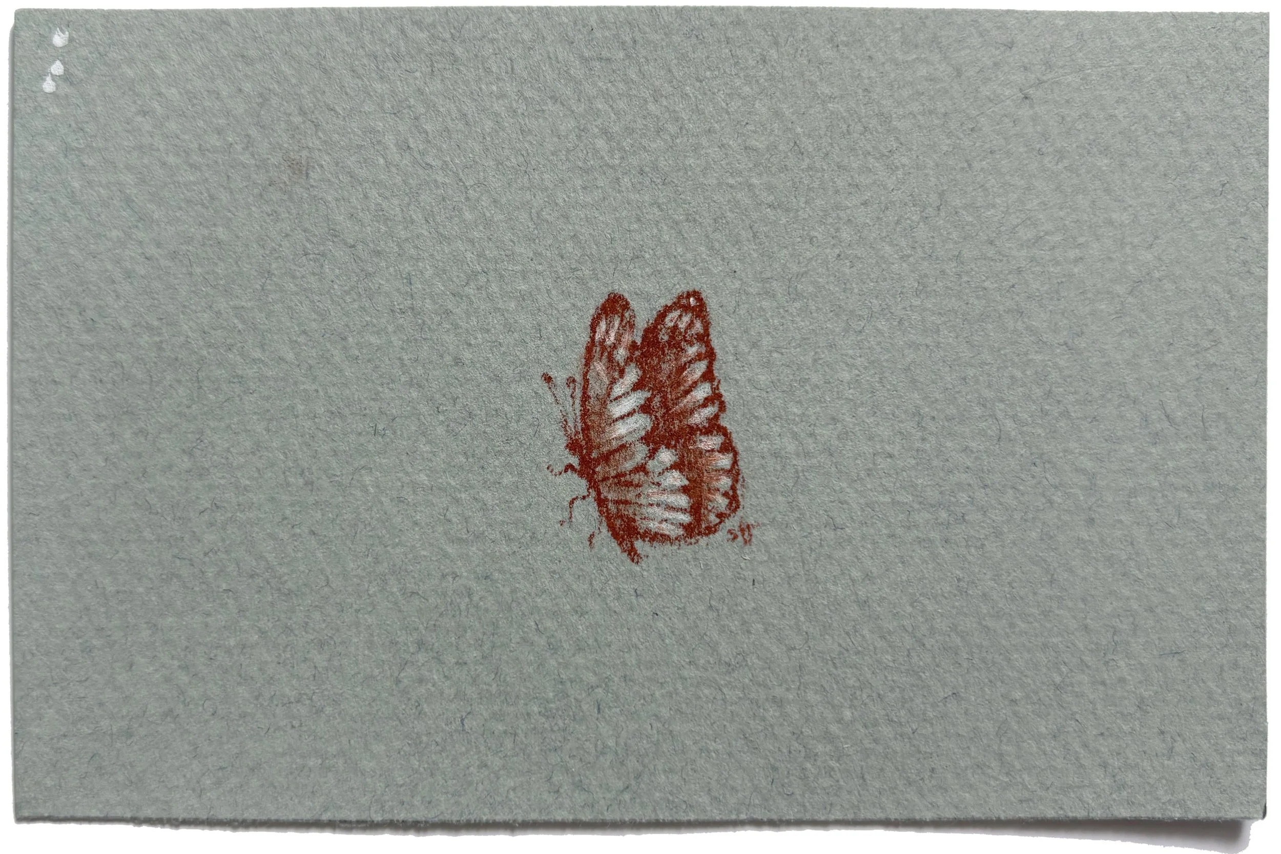 Butterfly Study III, 2025