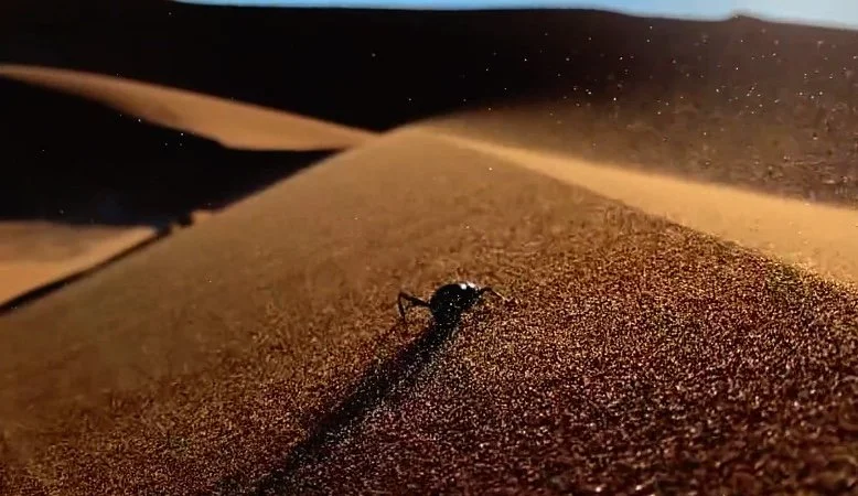 Anson Fogel | Apple | Mother Earth