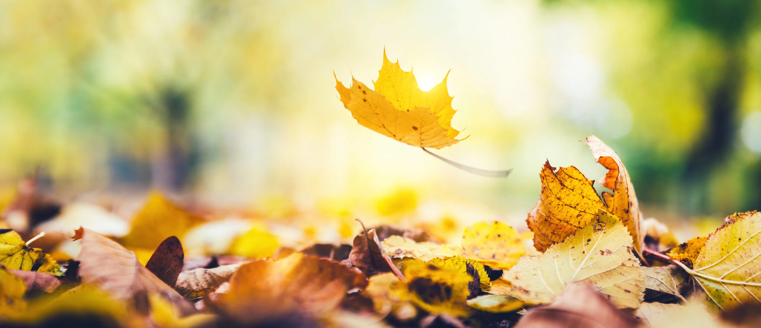 Final Descent (Poem)