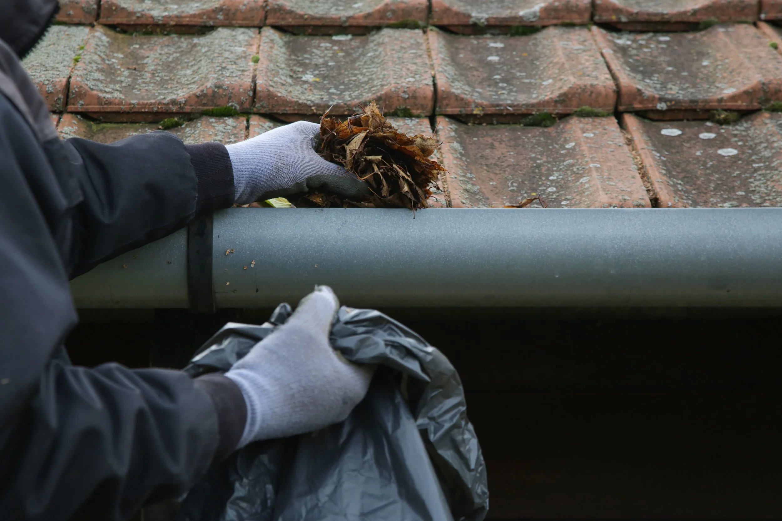 Gloved hands clear dry leaves from a rain gutter beside moss-covered roof tiles.