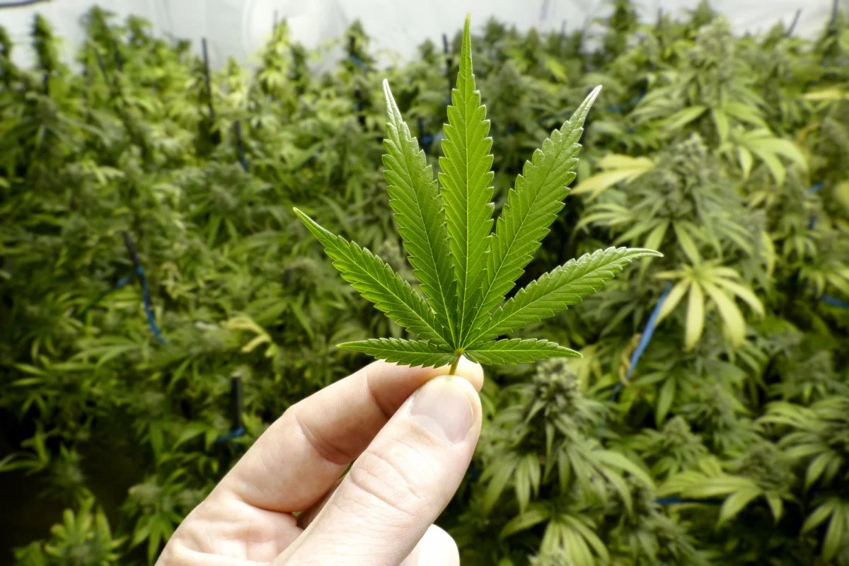 Hawaii Decriminalizes Marijuana Andyland Radio with Andrew Willis.jpg