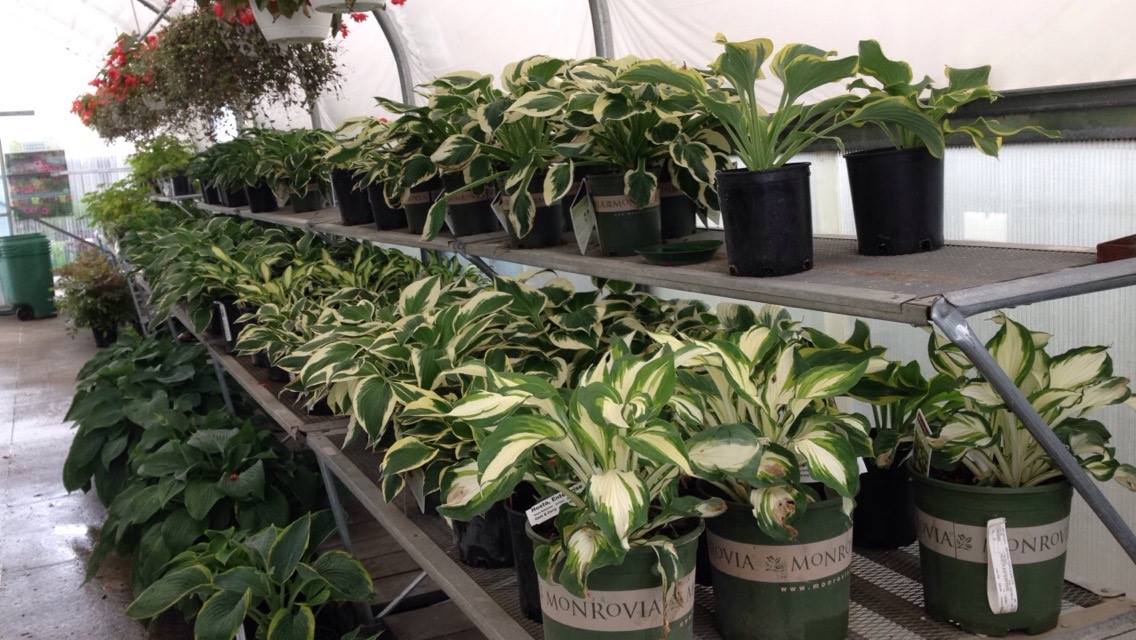 Hostas.jpg