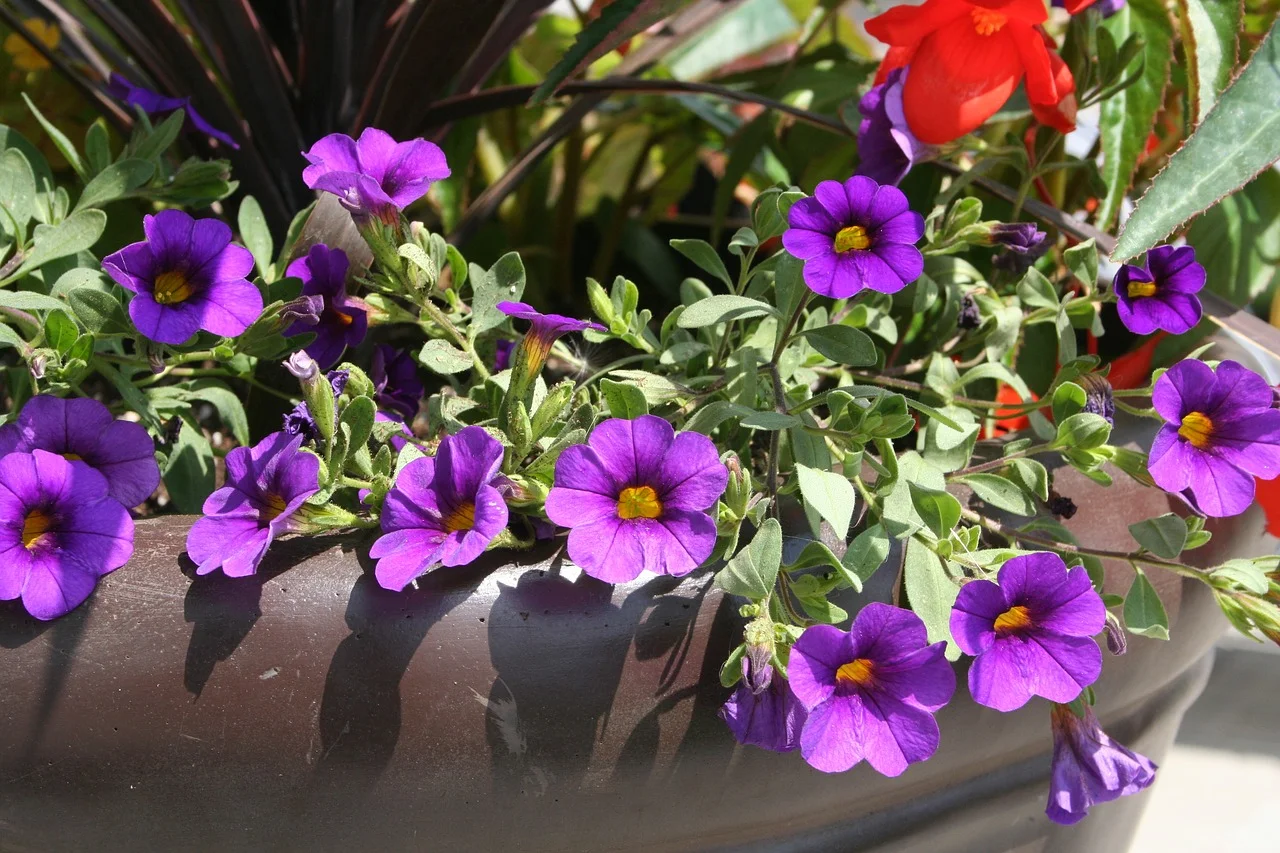 flower-1714849_1280.jpg