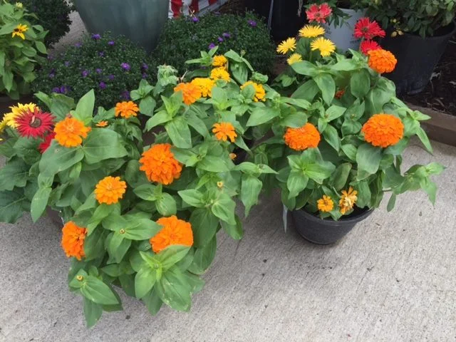 Flowers.jpg