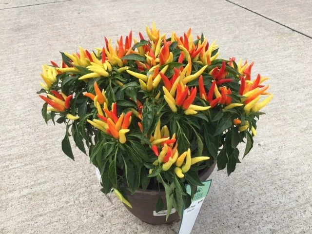 Peppers.jpg