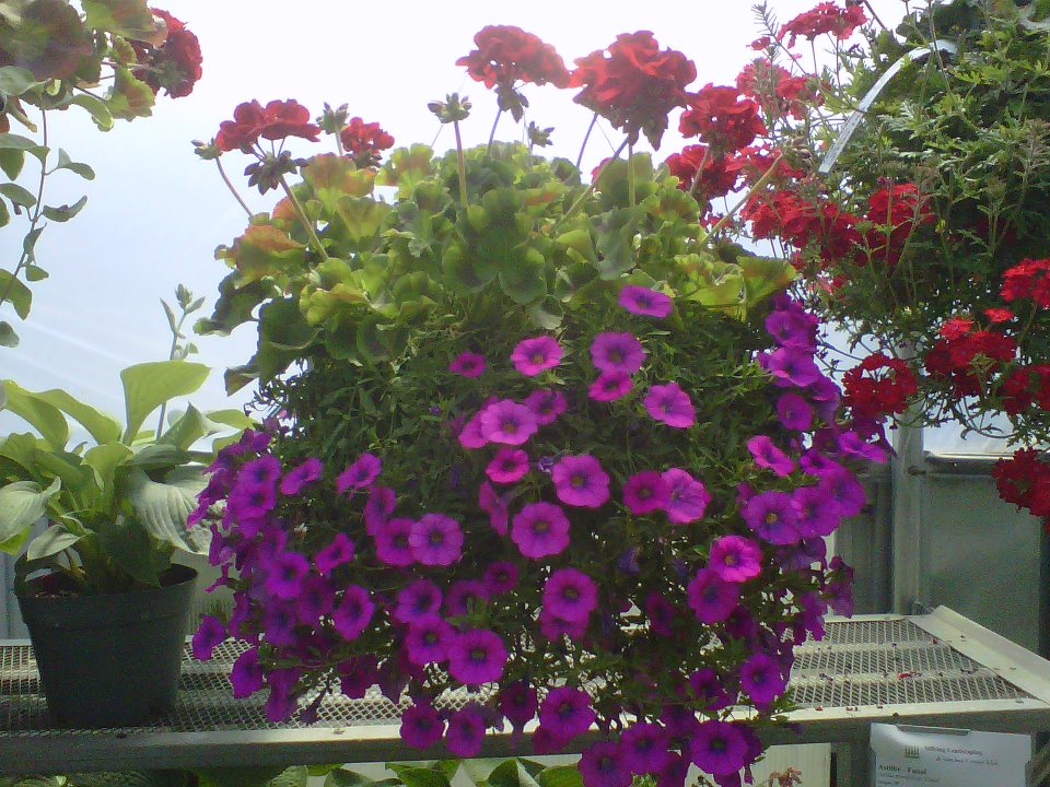 Hanging baskets.jpg