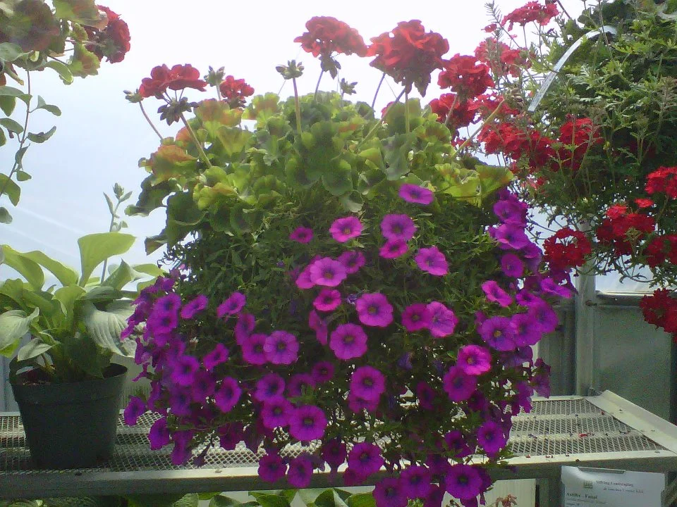 Hanging baskets.jpg