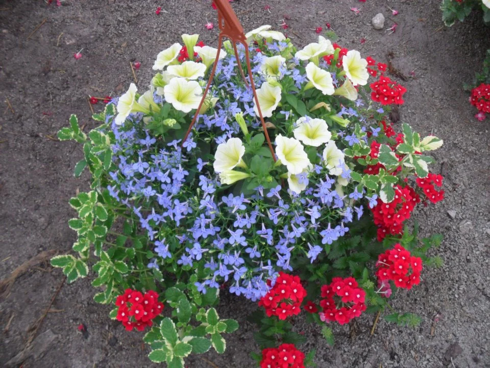 Hanging basket 1.jpg