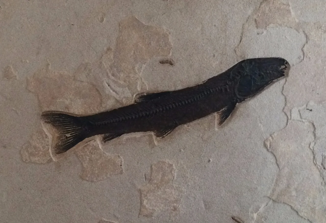 The Market for Fake Fossils 