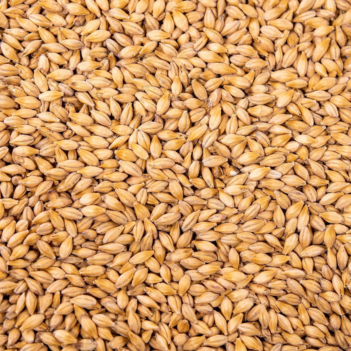 Currently Malting: Pilot Pale

Our Pilot Pale is a great way to level up your base malt. Use it across all styles to create a biscuity and light cracker base to build off. We call it our workhorse malt, because it's the ideal malt to always have on h