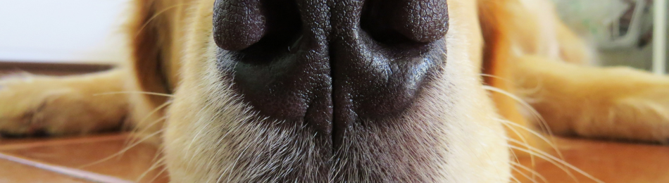 Dog Acupuncture Maryland.png