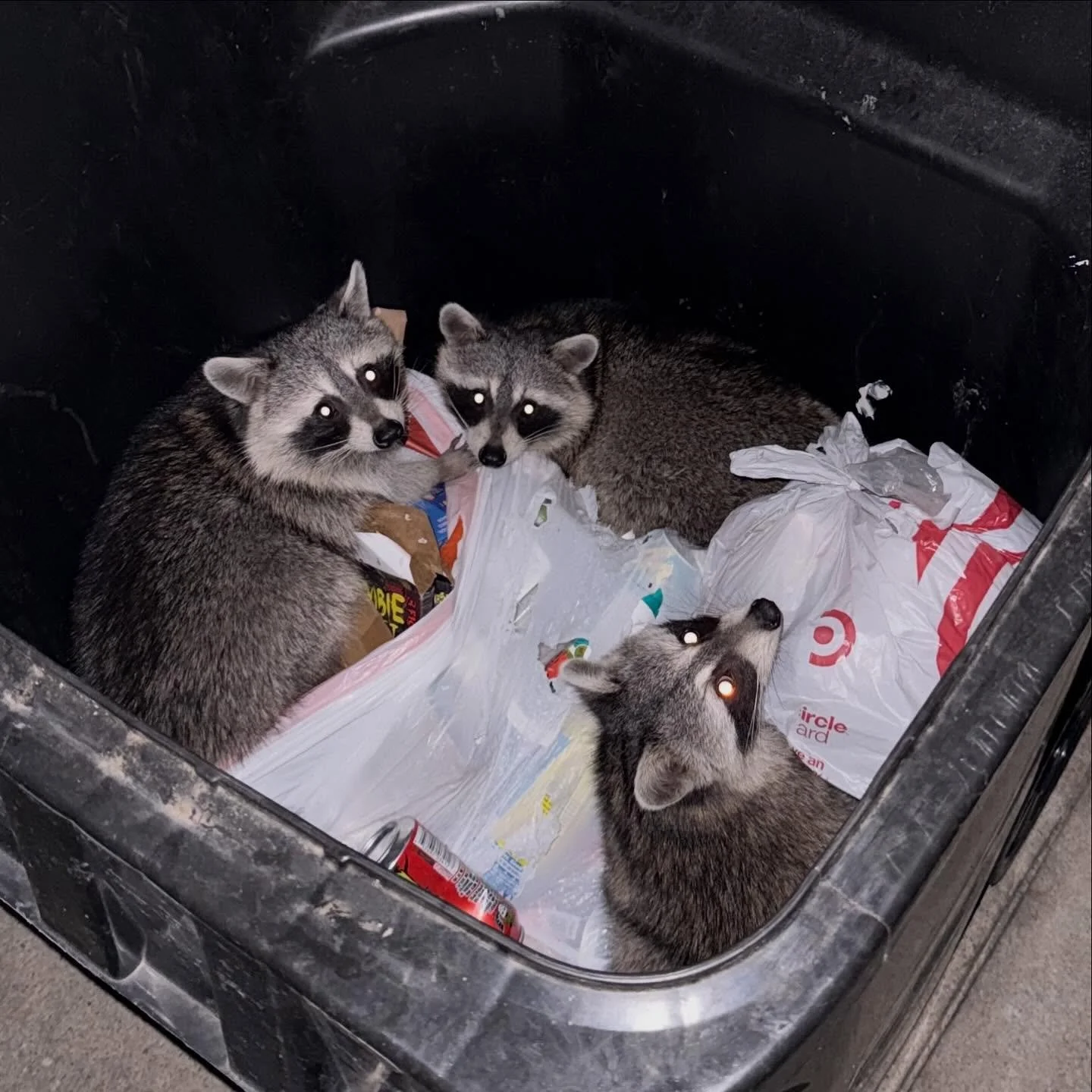 Guys guys guys guys!!!!!!
“Goddamnit, did Dave crawl in the fucking walls again?! Wait - that’s outside.”