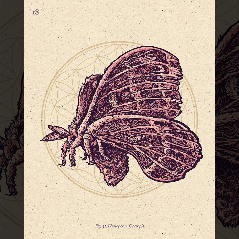 Cecropia - Small Size