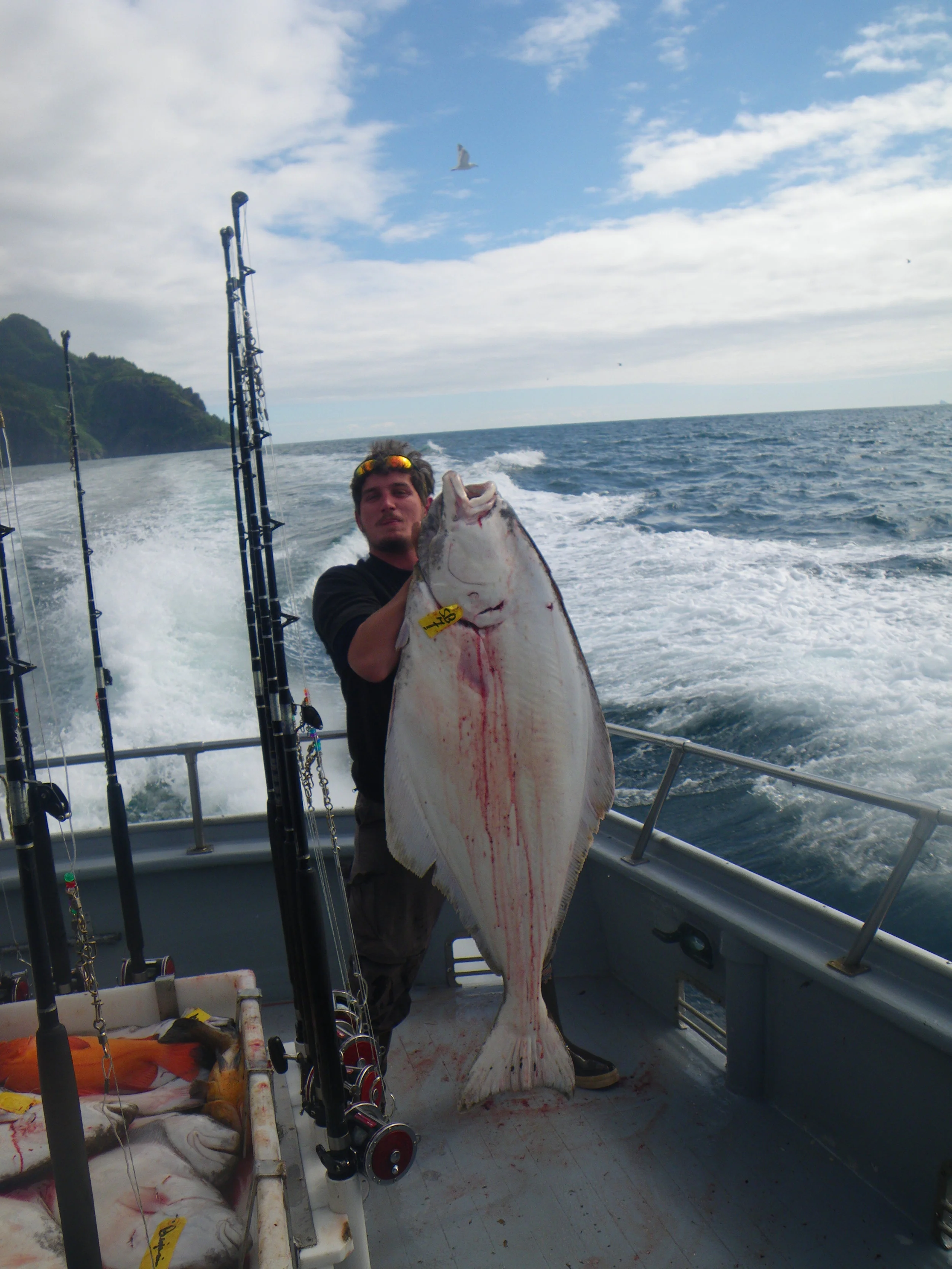  A nice halibut caught in the Gulf of Alaska. 