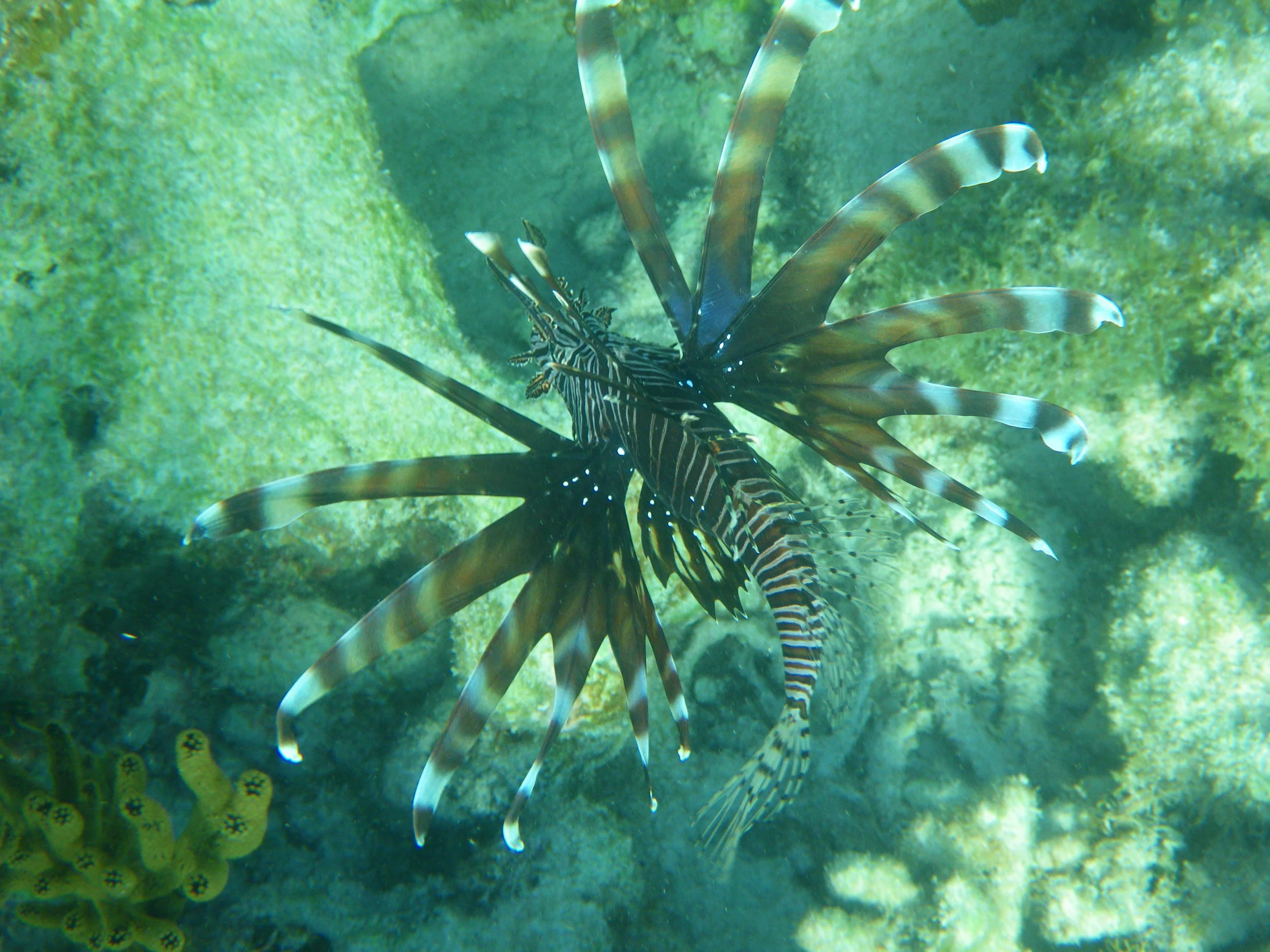  A deadly and beautiful Lion fish a invasive species in the coral reefs off the Mexican coast. 
