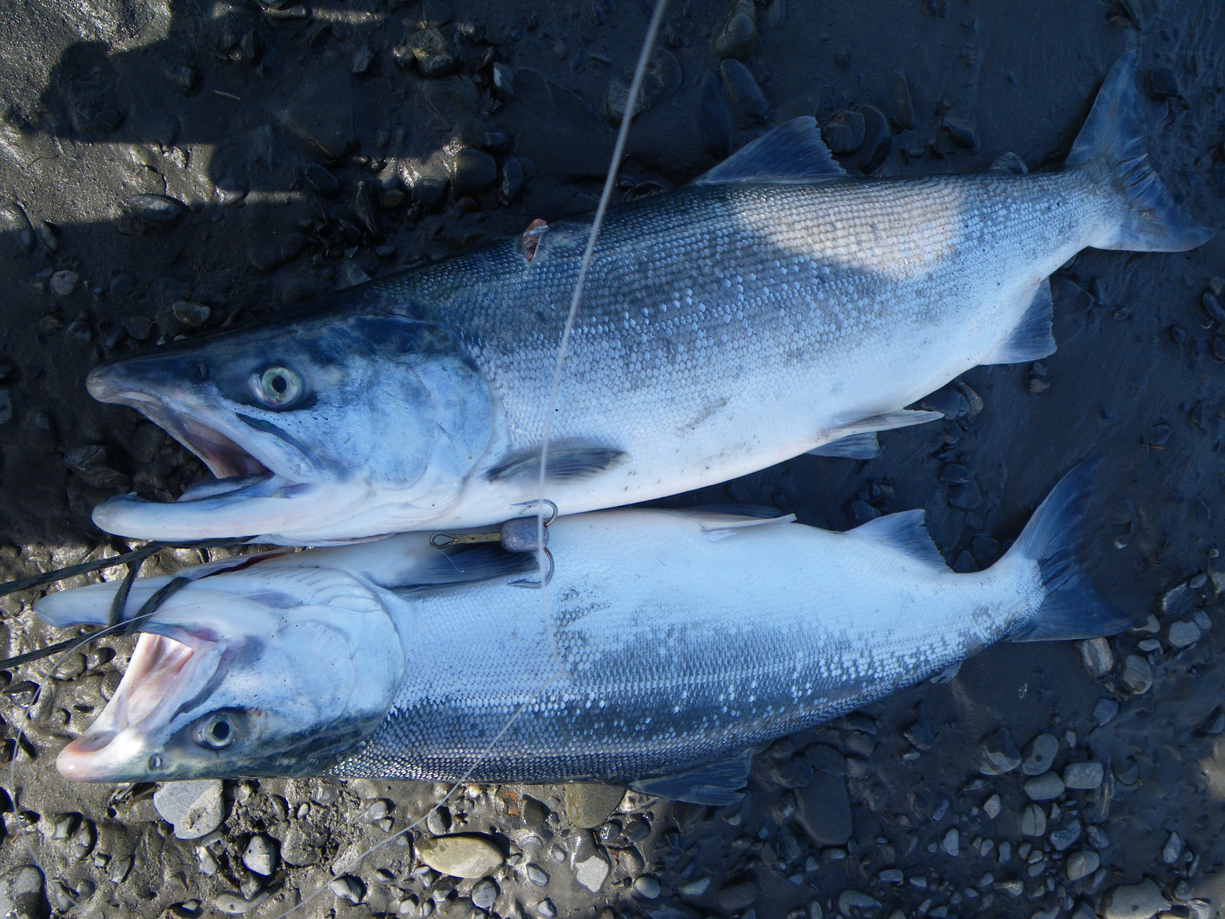 Snagging some salmon in Alaska. &nbsp;And it is LEGAL. &nbsp;As long as you are in saltwater you can snag anything. &nbsp;Never in freshwater. 