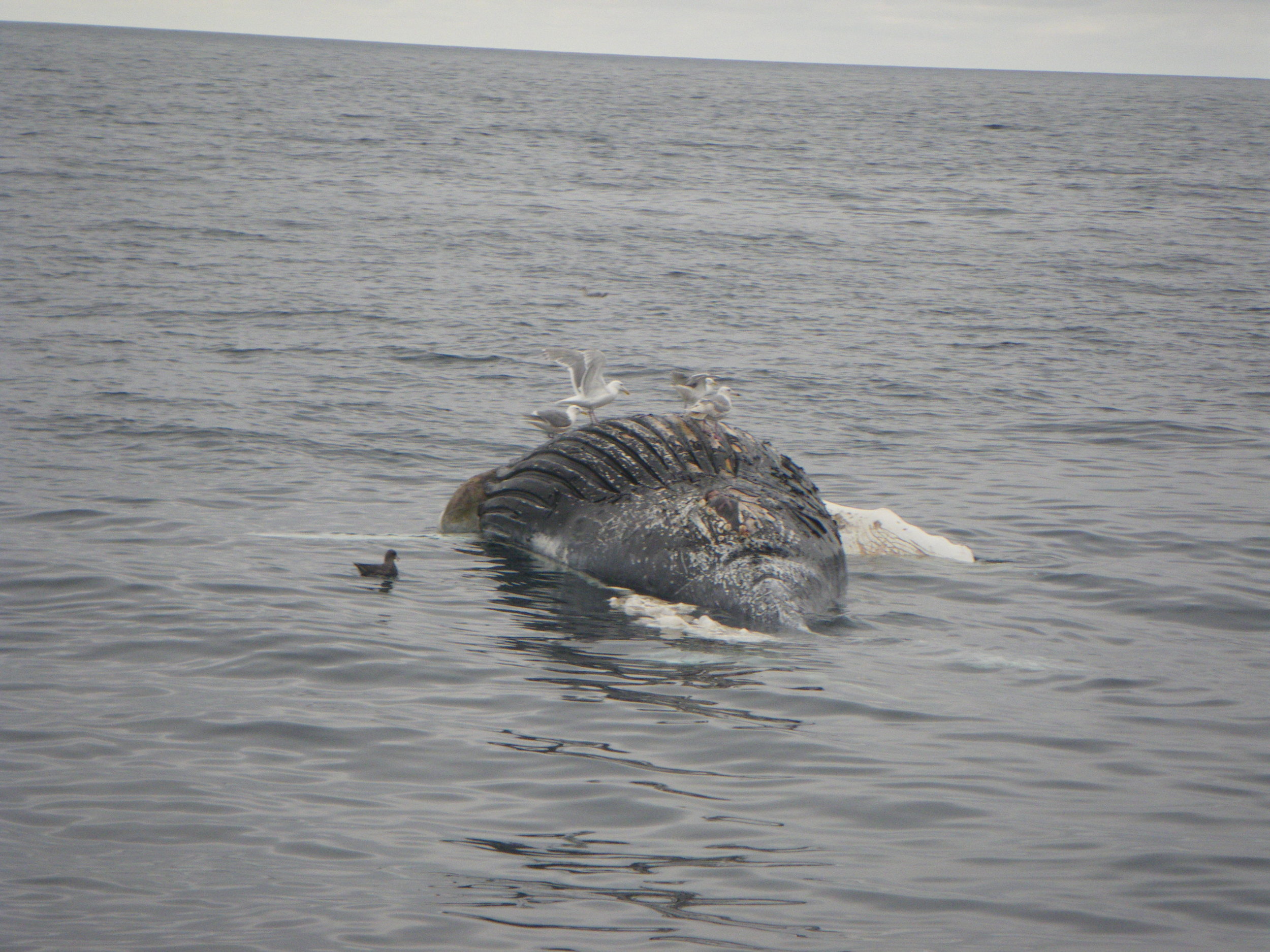  A dead whale in the ocean. &nbsp;The smell was strong. 