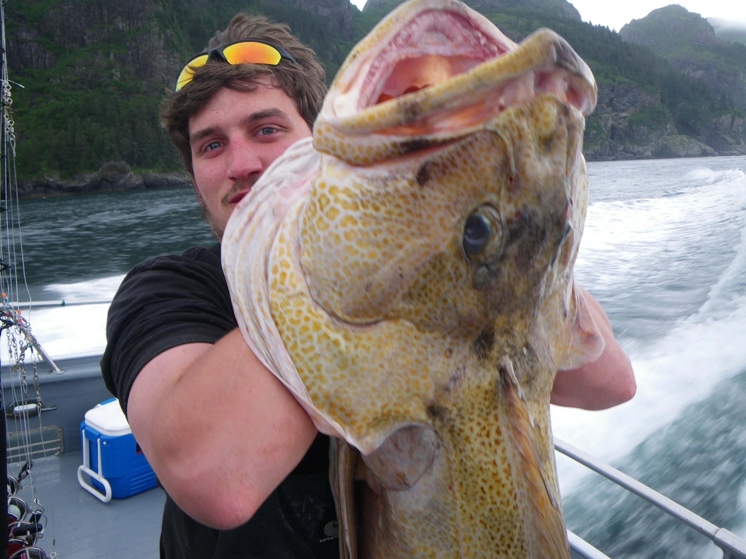  A huge lingcod. &nbsp;A basketball could fit in its mouth. 