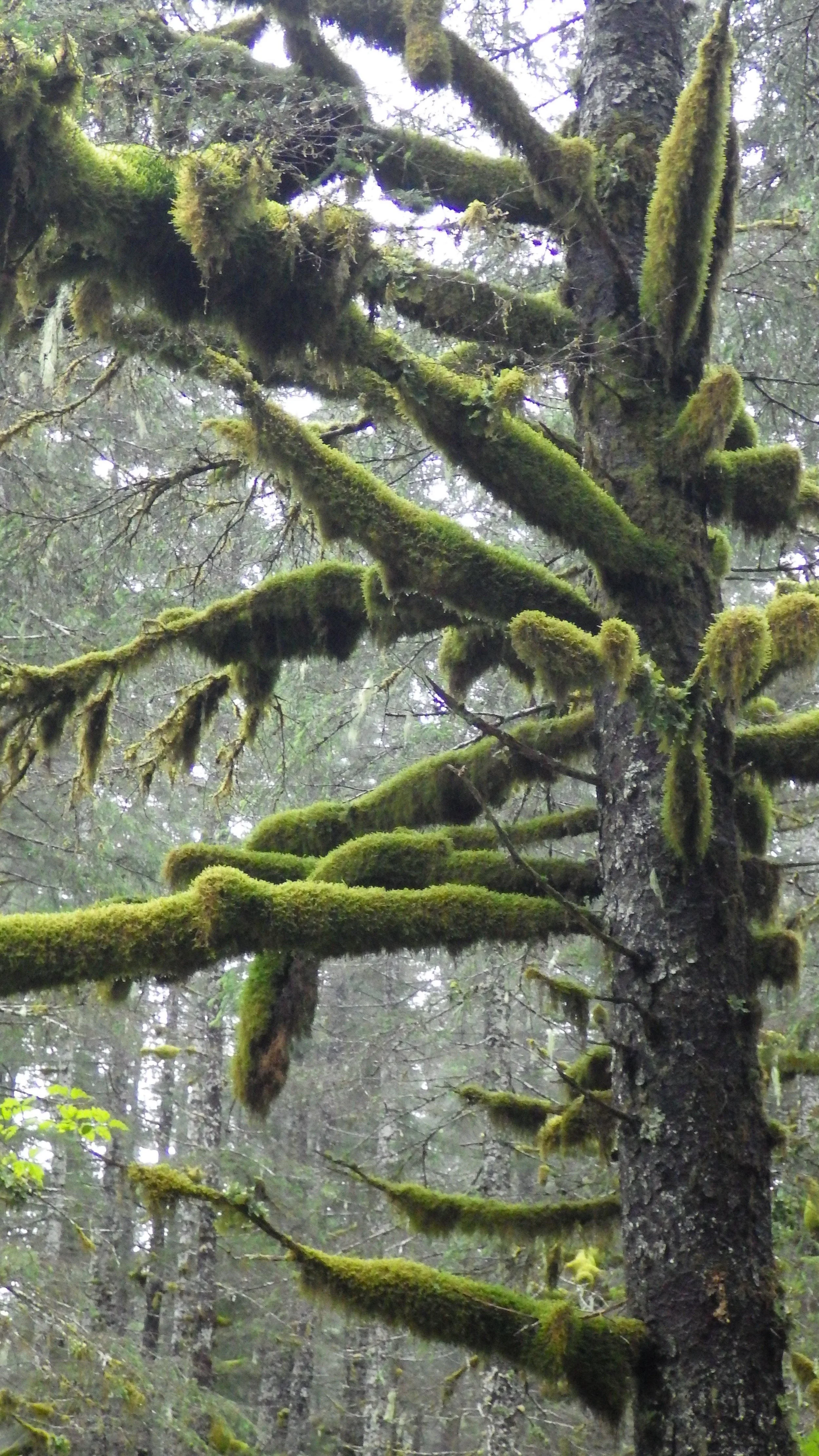  Likin' the lichen. &nbsp; 
