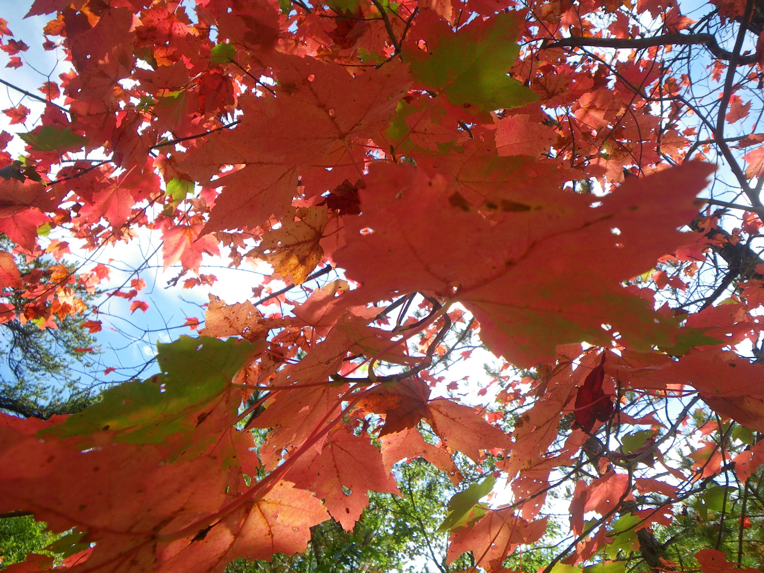  Upper Peninsula Michigan fall colors. 