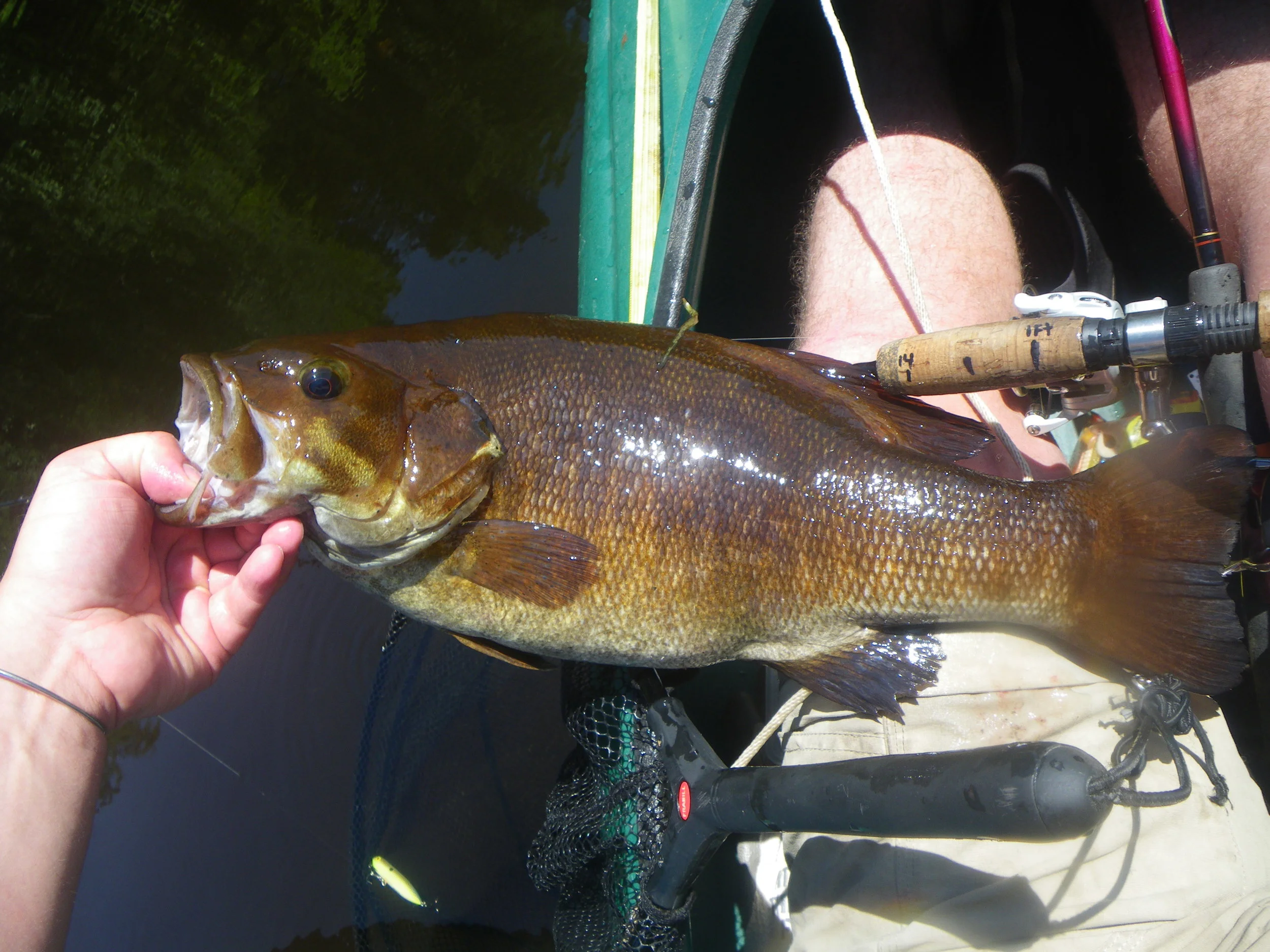  20.5 - 21 inch Smallmouth. &nbsp;My all time personal best. &nbsp;Absolutely massive for being in a river system. 