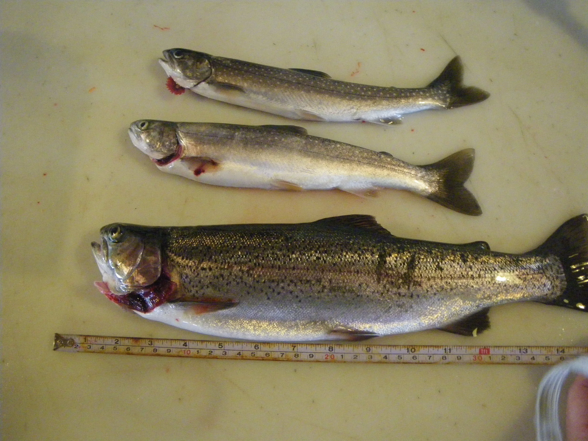  Some rainbows and dolly varden for dinner. 