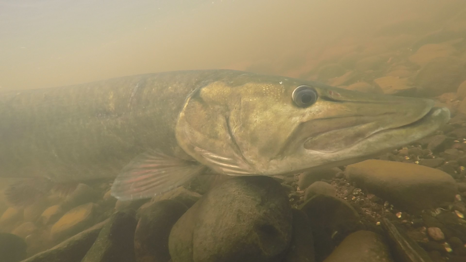 Musky underwater shot
