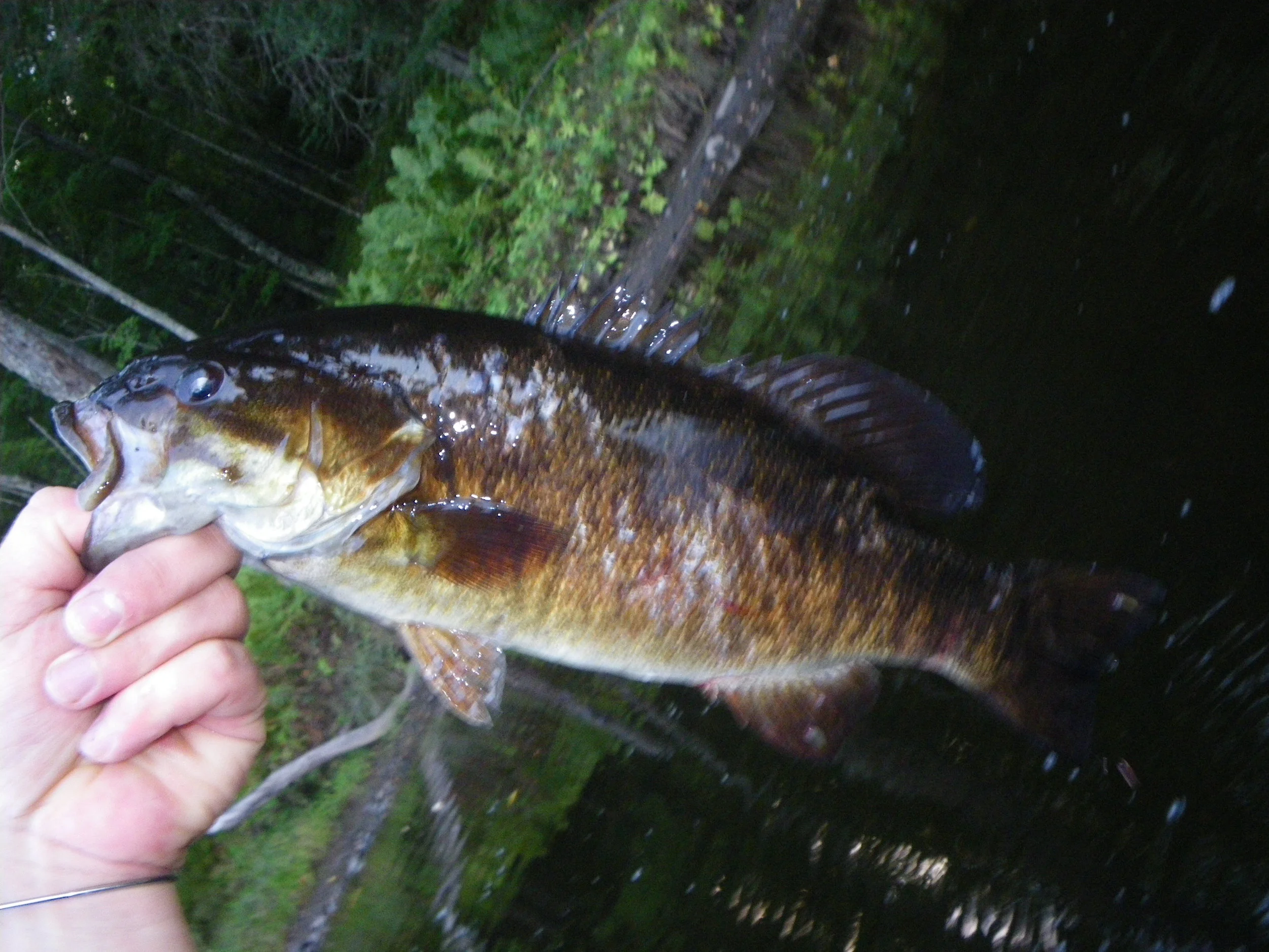  This 14-15 inch Smallie was torn up by a Muskellunge that attacked it 3-4 times as I was bringing it to my kayak. &nbsp;The musky held on almost to the kayak and my net.  Notice the bite marks on it's side. 