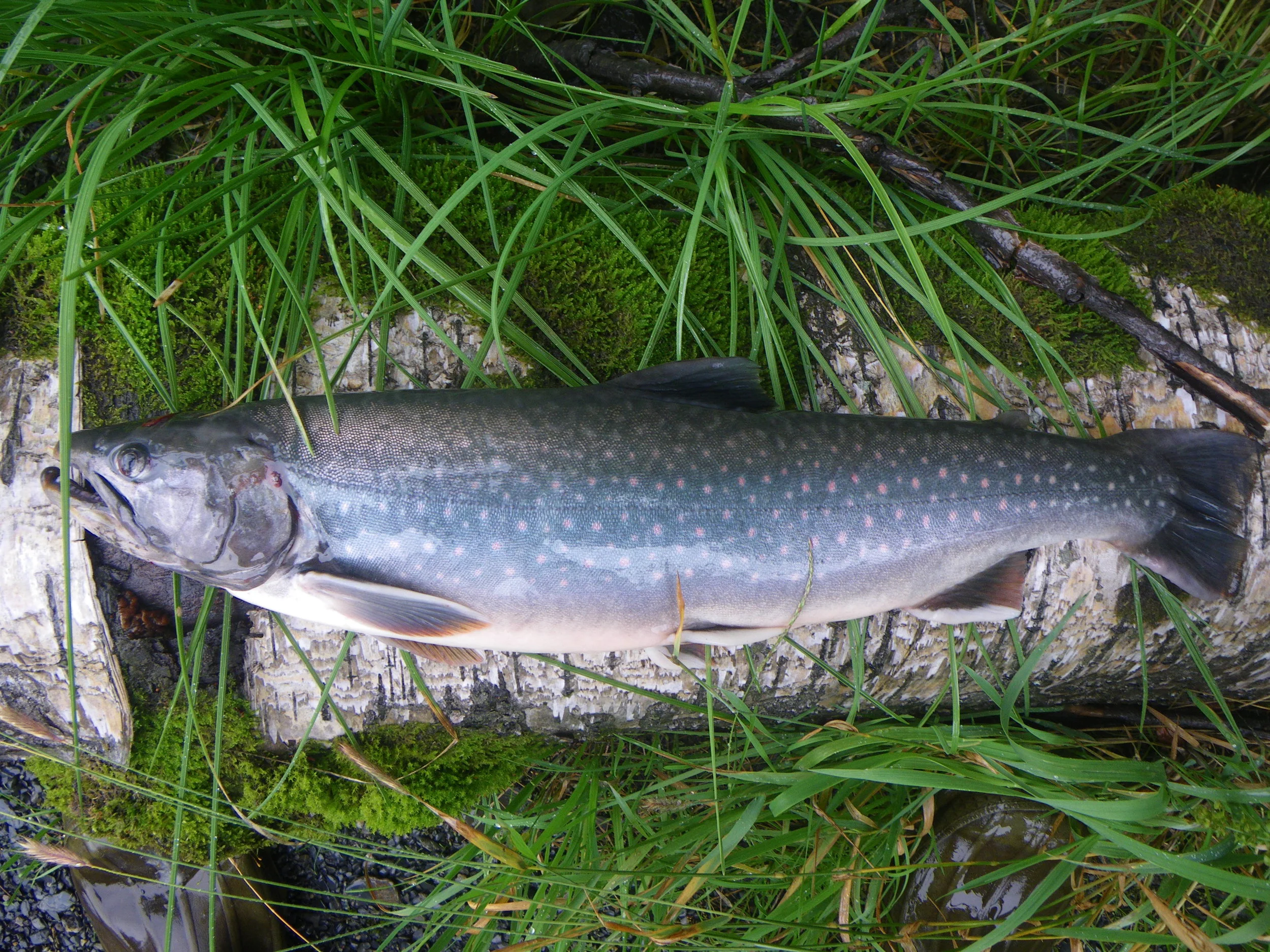  A nice dolly varden being taken home to be lemon peppered up. 
