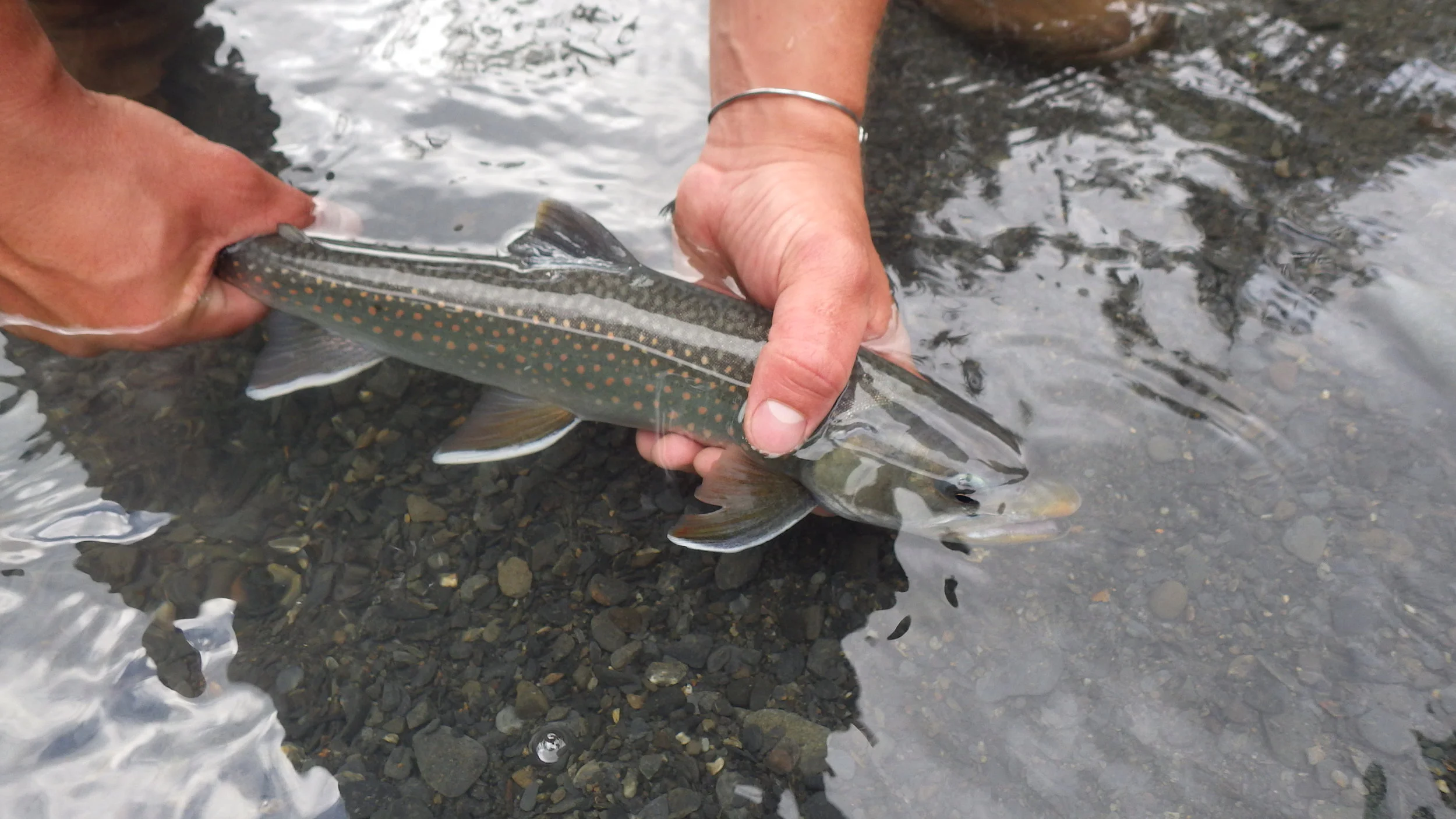  Beautiful dolly varden being released back to swim another day. 
