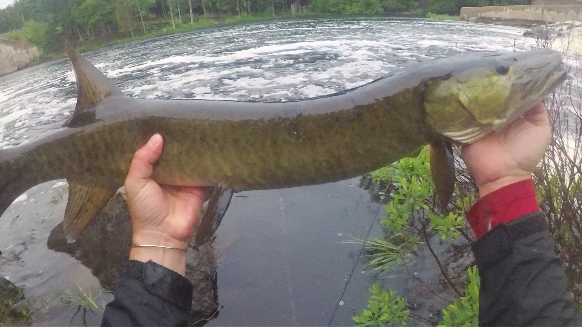 First musky ever on the fly!