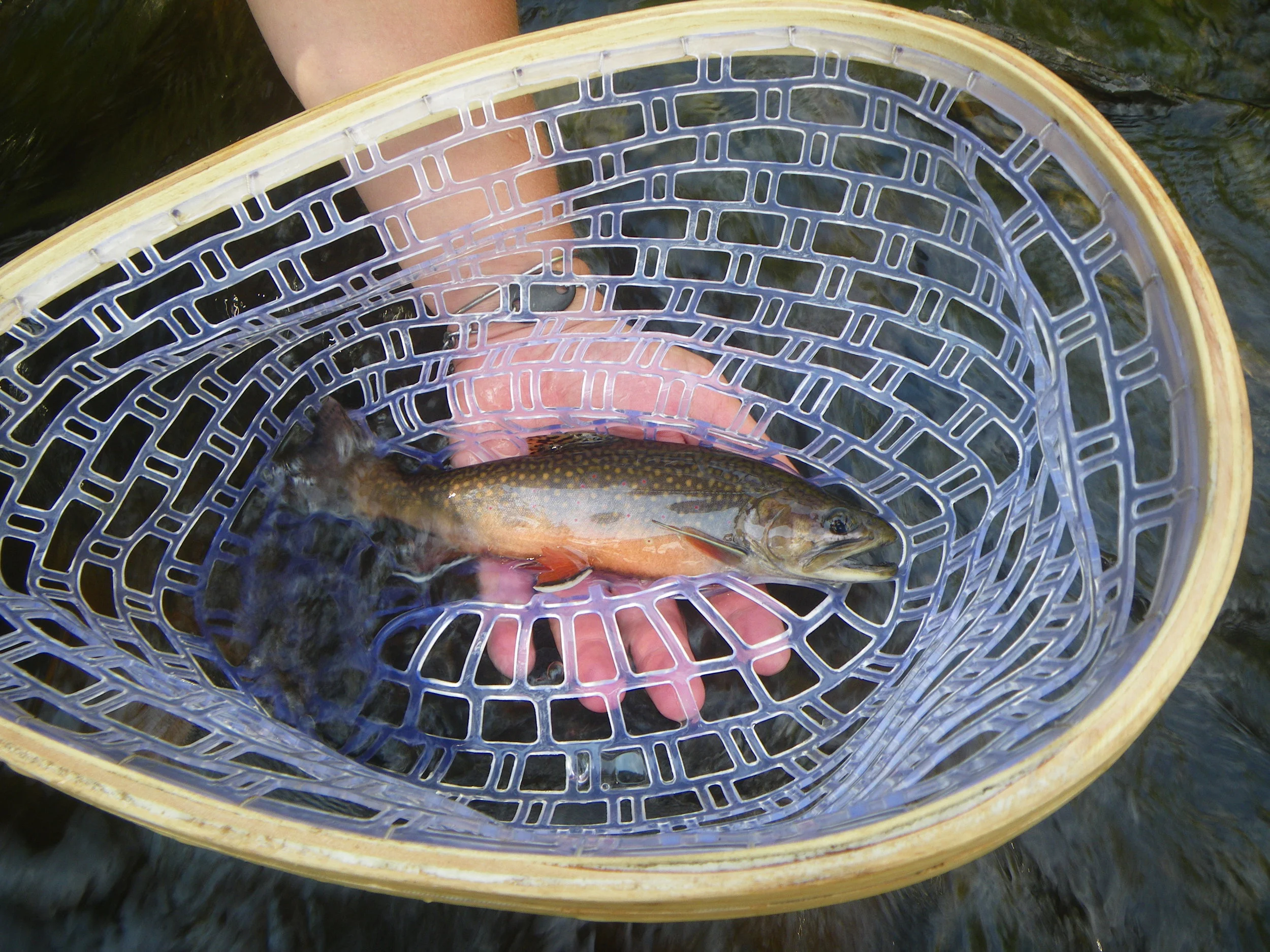  Beautiful NATIVE brookie! 