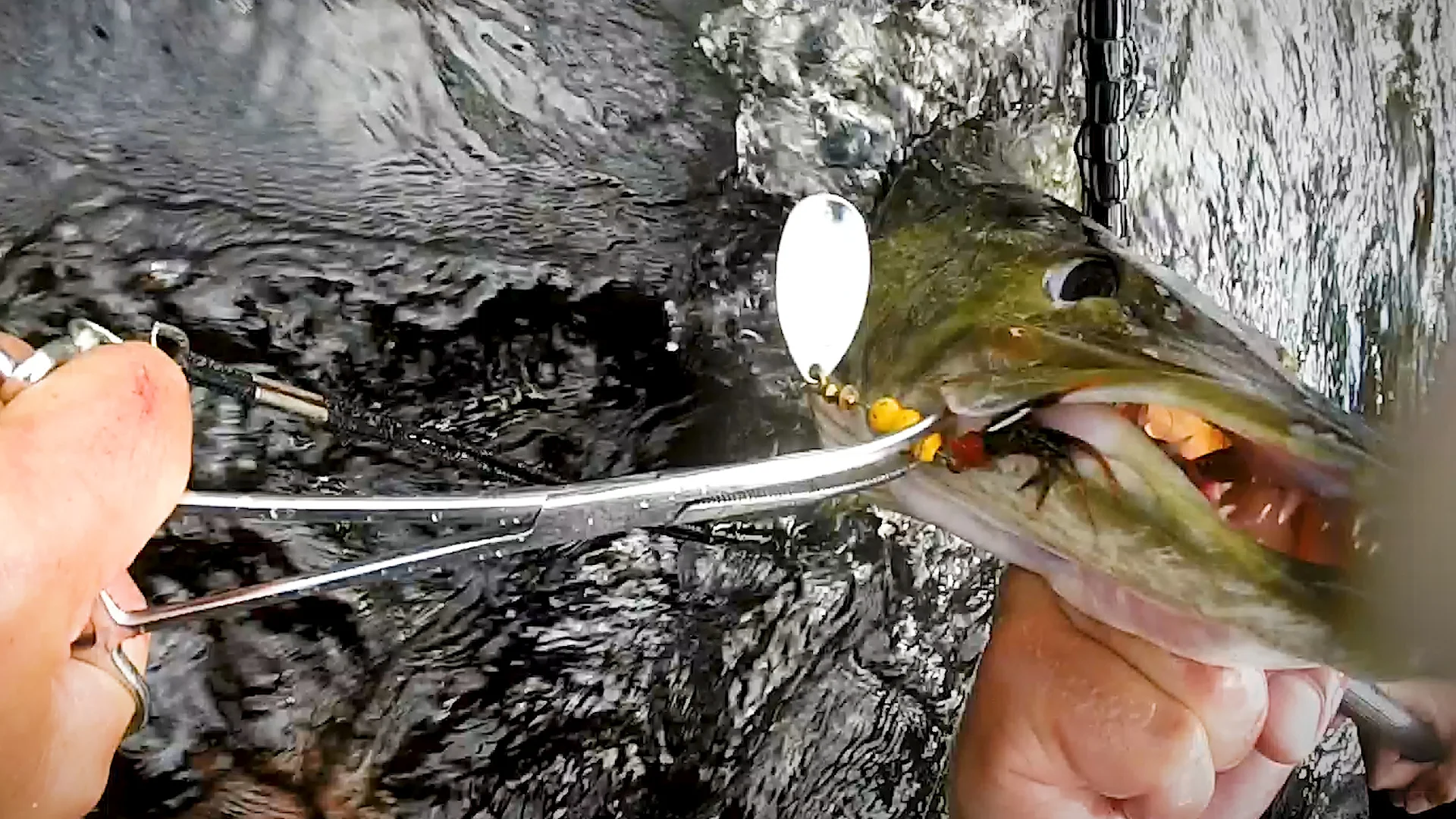 Big musky on a Size 4 Mepps Agila Silver Blade with Brown hair trailer