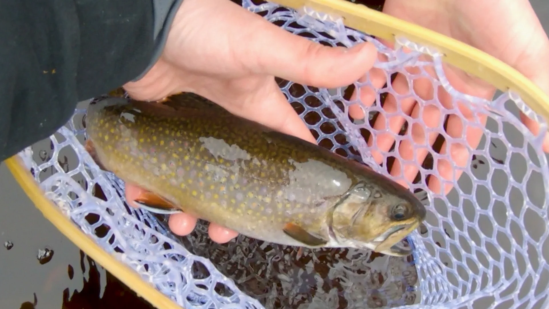 2019 Brookie 1.jpg