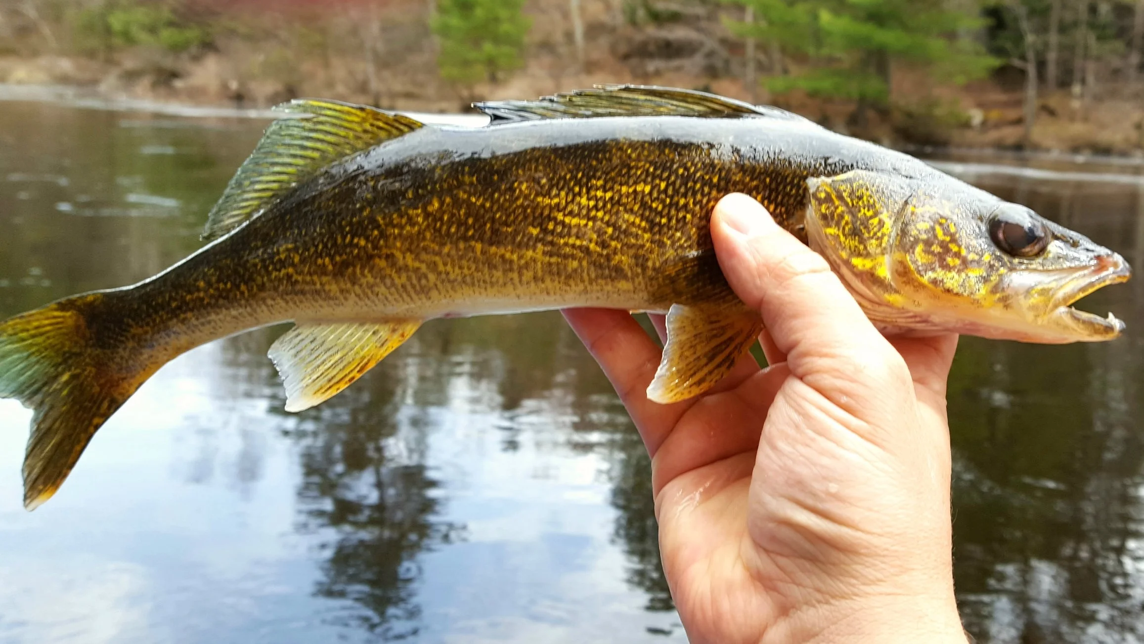Small walleye - but very pretty.