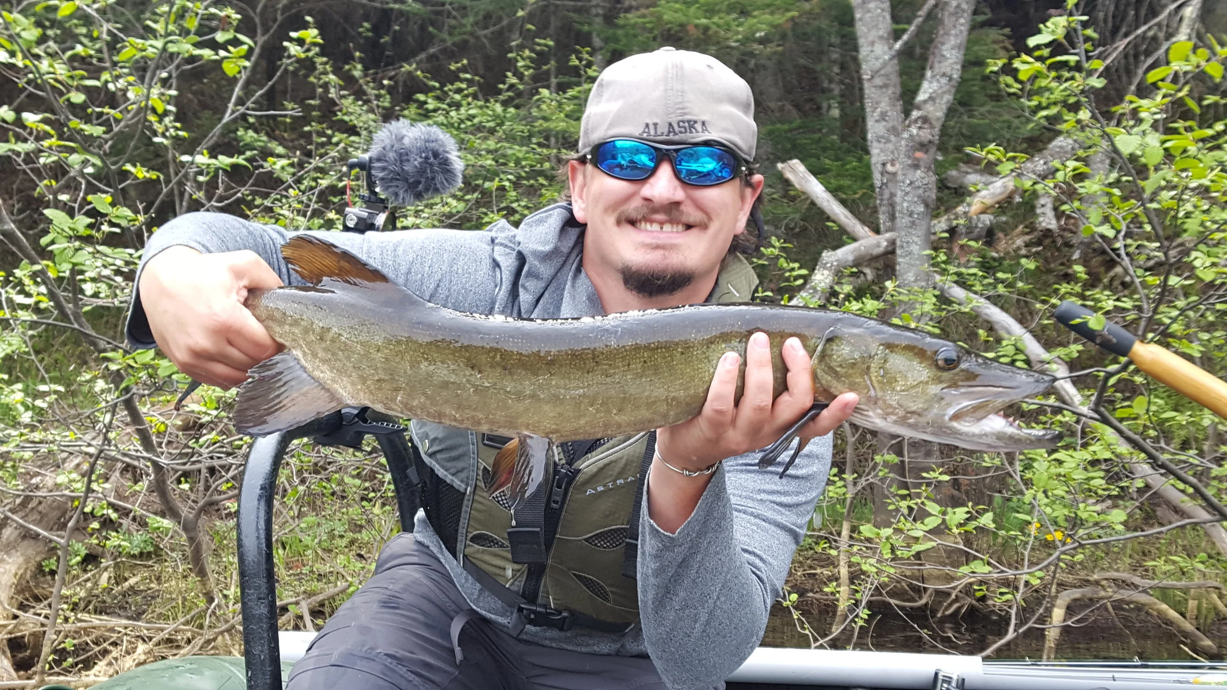 A medium musky that hit early in the day - this fish took a nice bucktail off of some woody structure.