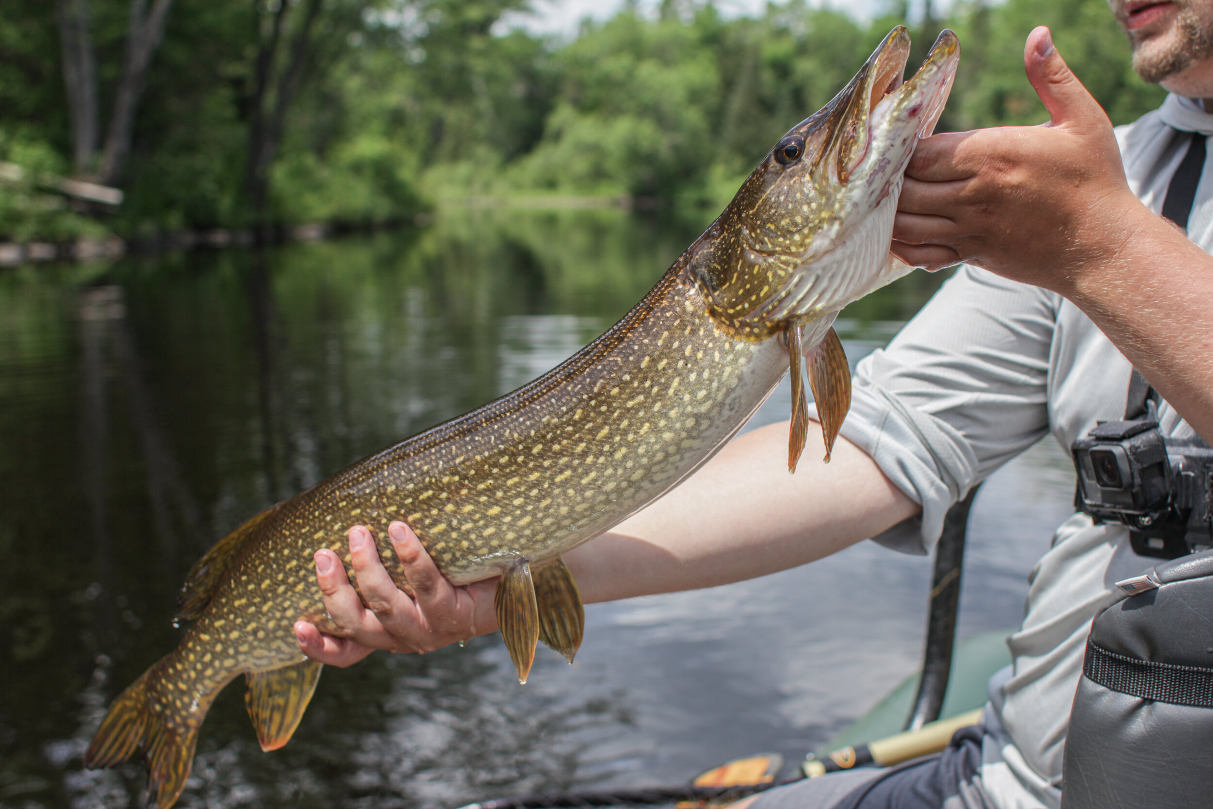 Topwater Bass and Pike, Michigan Kayak Fishing