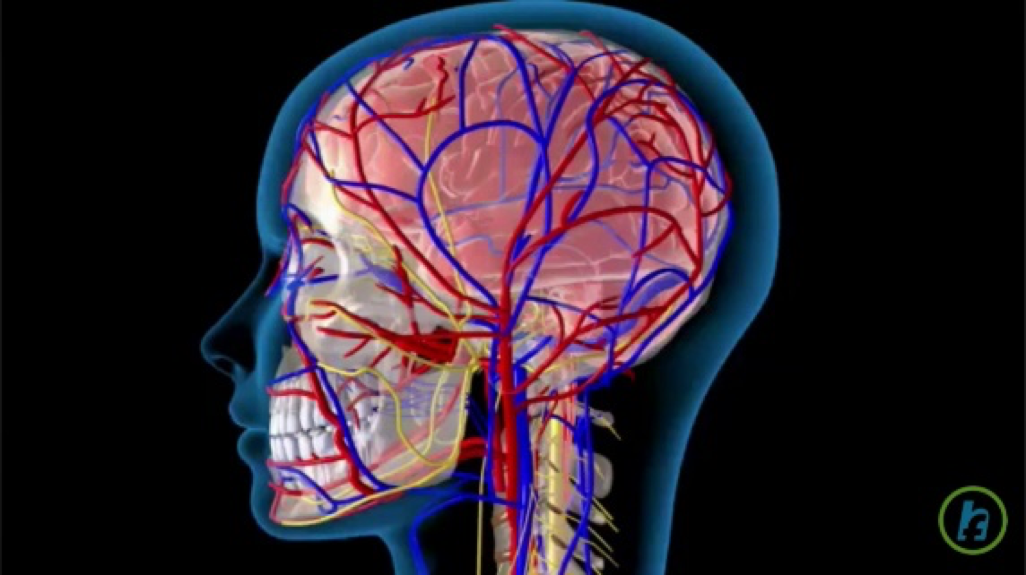 Increased Accuracy of Atherosclerosis Detection Using Scanning Fiber Endoscope