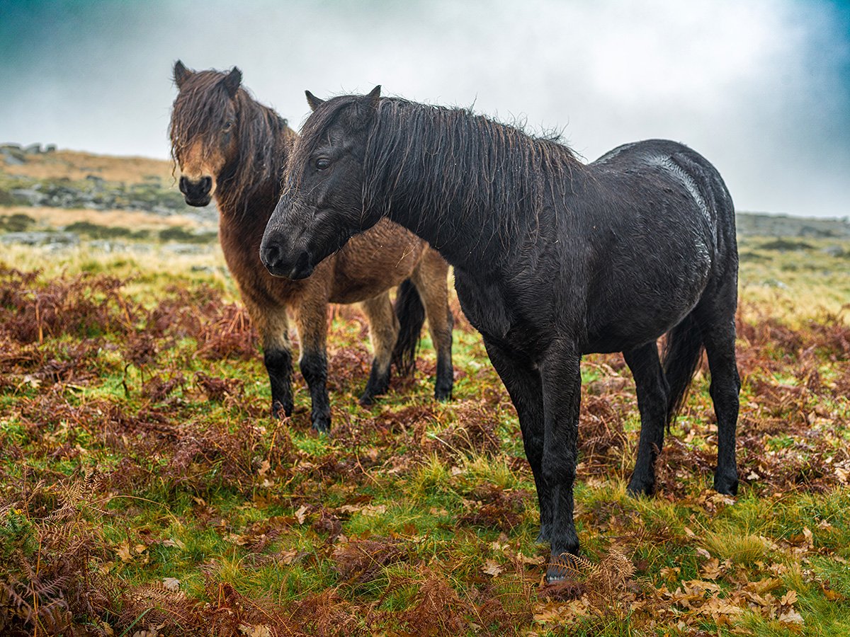 Wild ponies, Dartmoor, England