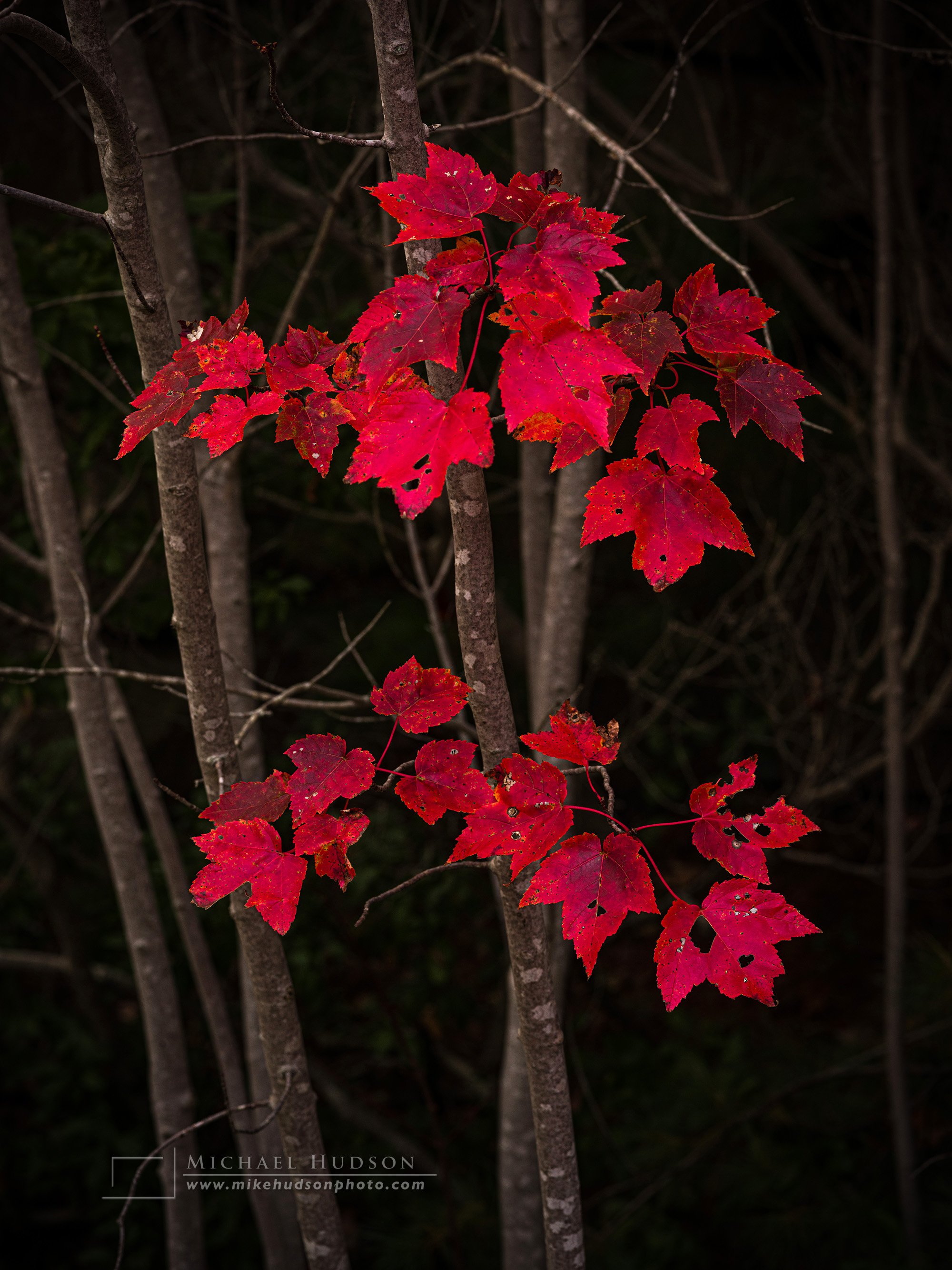 Red Maple Leaves, Maine