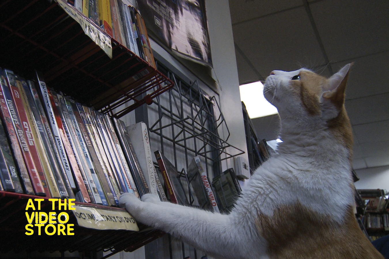 STill Aimges At the Video Store Website4.png