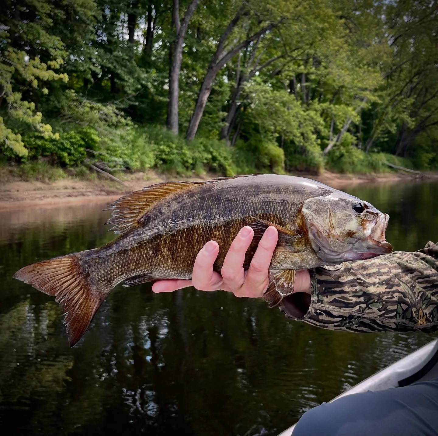 Smallie fishing has been very good!  Dates available!  #alpolandart #smallmouth #smallies #smalliesonthefly #smalliefishing #smallie #smalliesrule #smallienation #flyfishing #guidelife #smallmouthguide #guidedtrips
