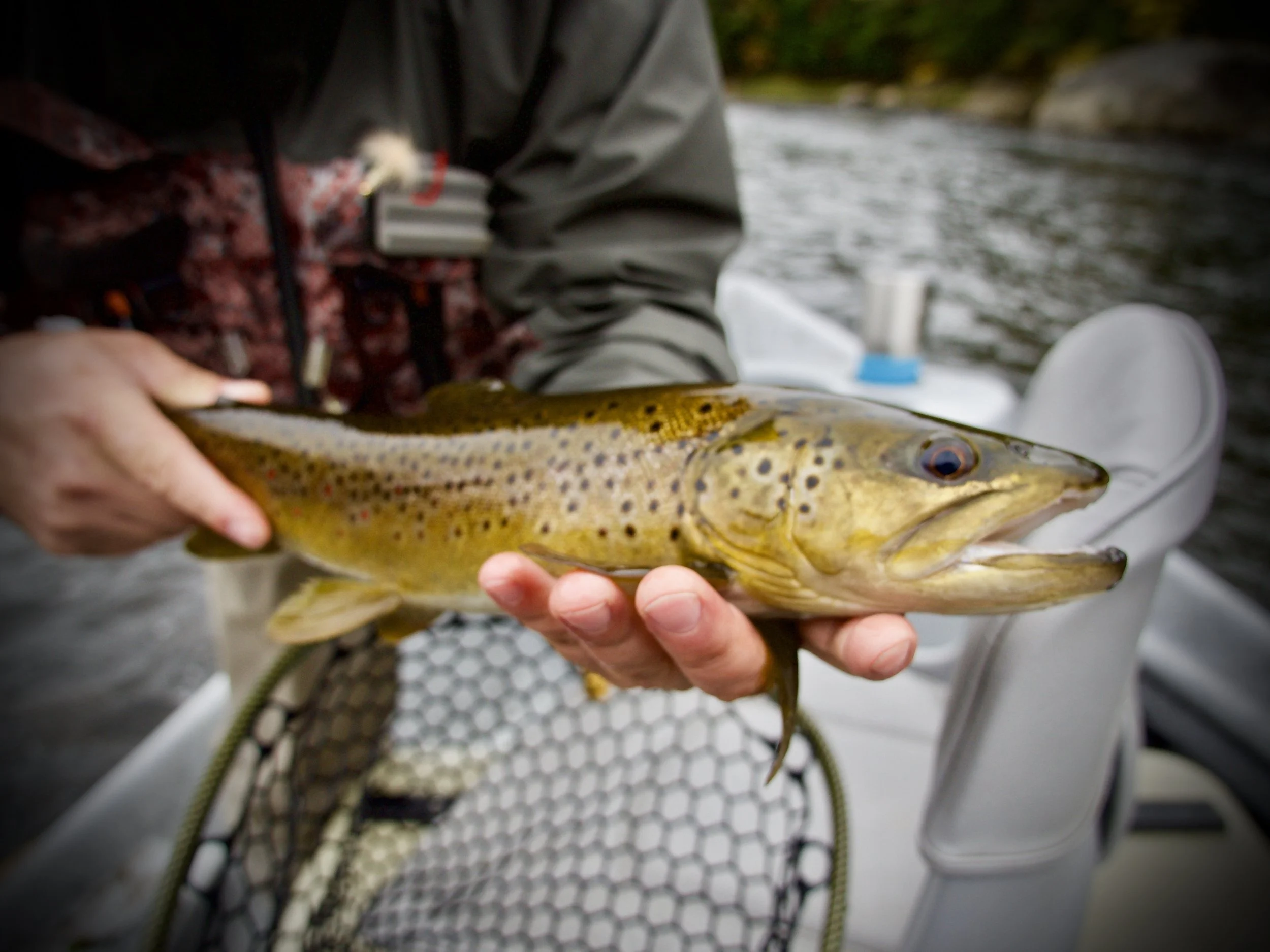 Knee Surgery, Stoicism,  and spring FIshing report