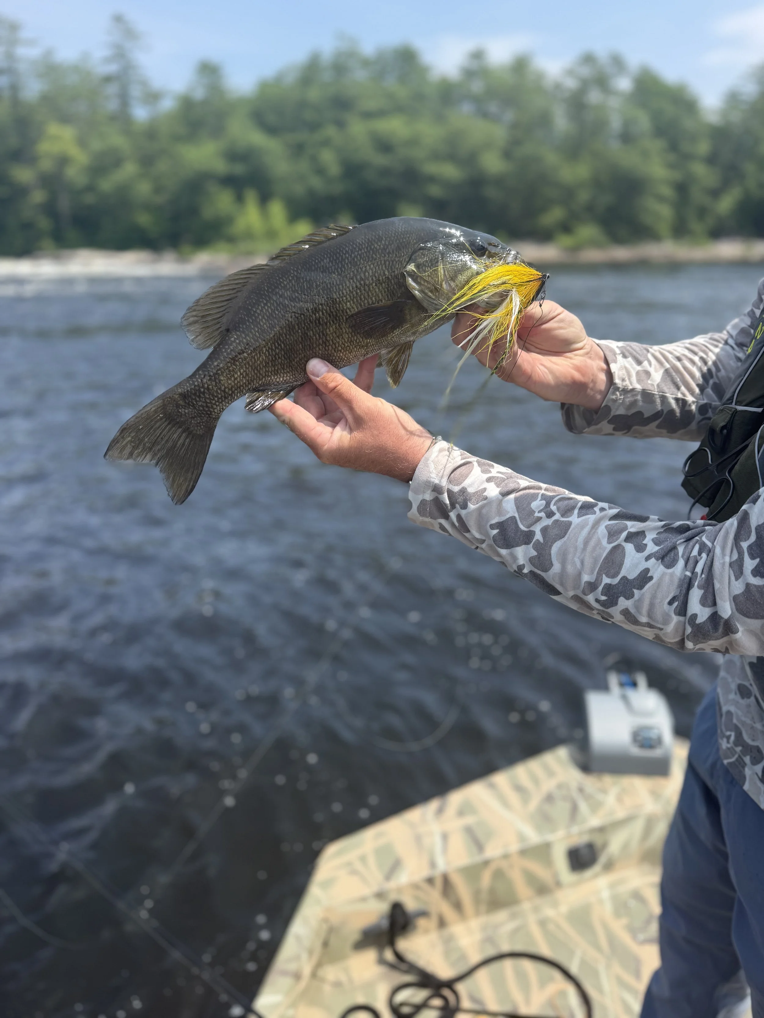 Androscoggin River Summer Fly Fishing report