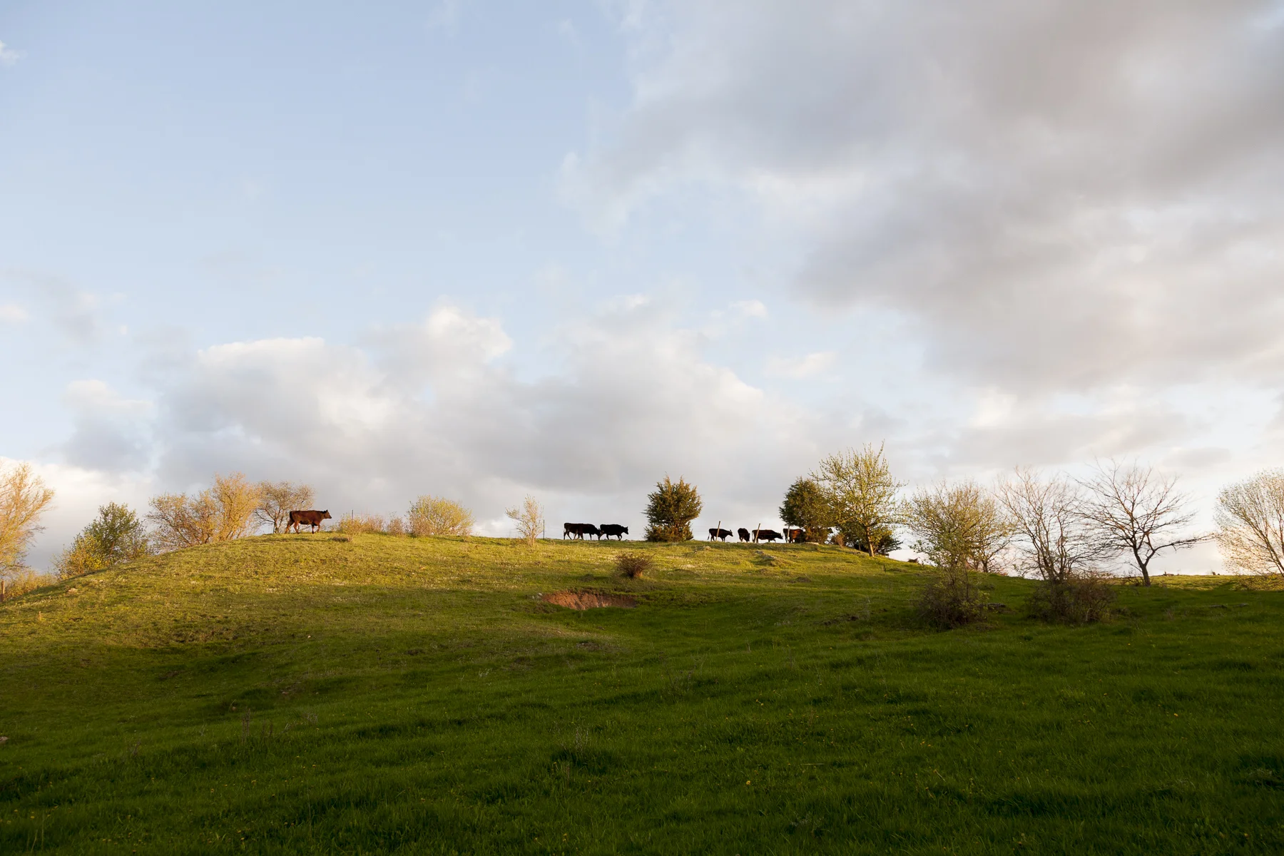 _MG_2700.jpg