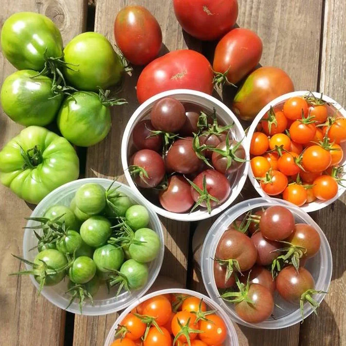 Mixed tomato varieties.
