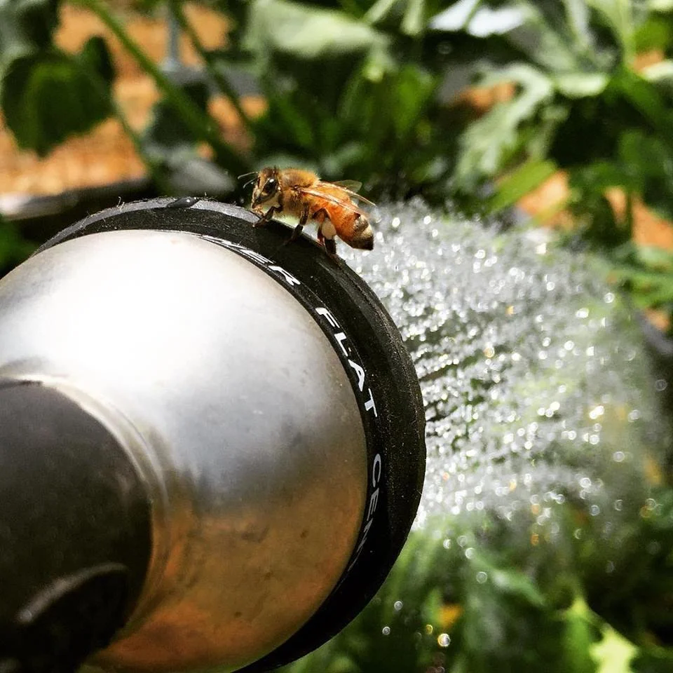 Close up of a honey bee on a spray head watering a garden.