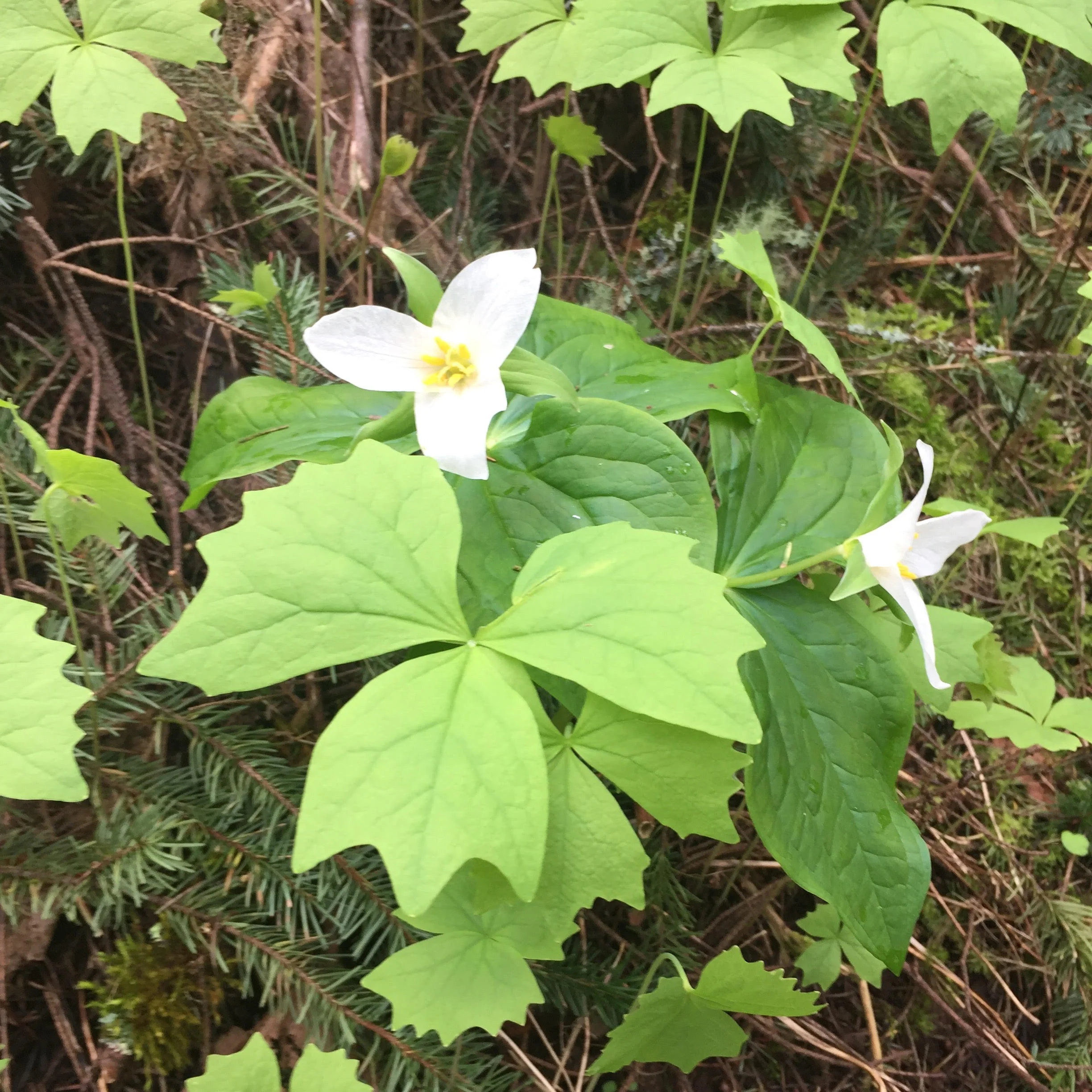 Close up of a western trillium flower with green leaves, white petals, and a yellow center.